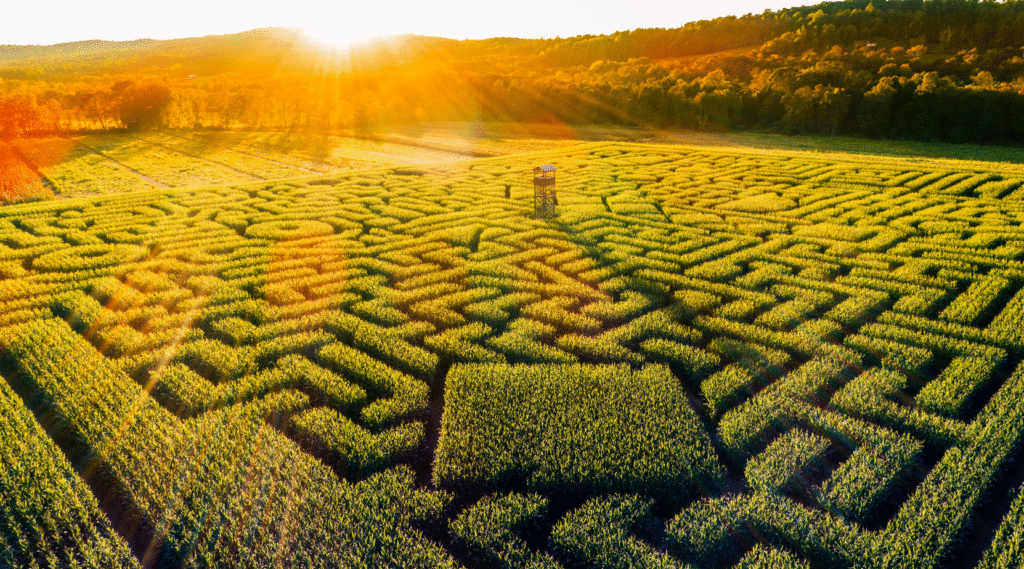 Aerial view of a sunlit maze representing the brain’s healing process through EMDR, symbolizing clarity, direction, and emotional processing after trauma.