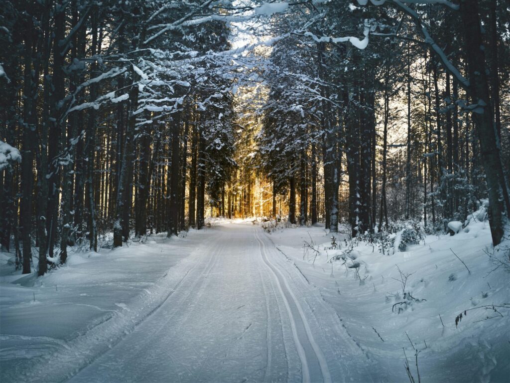 A quiet snow-covered forest path with warm light ahead, symbolizing hope and guidance for navigating seasonal affective disorder during the winter months.